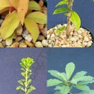 4" Plants PERESKIA (Variety exotic rare succulents collector plant)