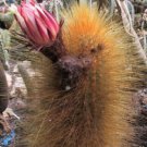 300 SEEDS Weberbauerocereus Johnsonii (Rare columnar cacti outdoor cactus seed)