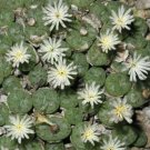 15 SEEDS RARE CONOPHYTUM TRUNCATUM (Exotic cactus living stones mesemb cacti seed)