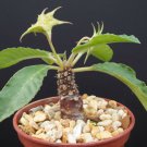 4" Pot Dorstenia Crispa (Exotic bonsai caudex rare succulent cactus plant cacti)