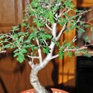 5 SEEDS RARE Pachycormus Discolor (Elephant Tree Caudiciform caudex bonsai seed) 5 SEEDS RARE Pachycormus Discolor (Elephant Tree Caudiciform caudex bonsai seed)