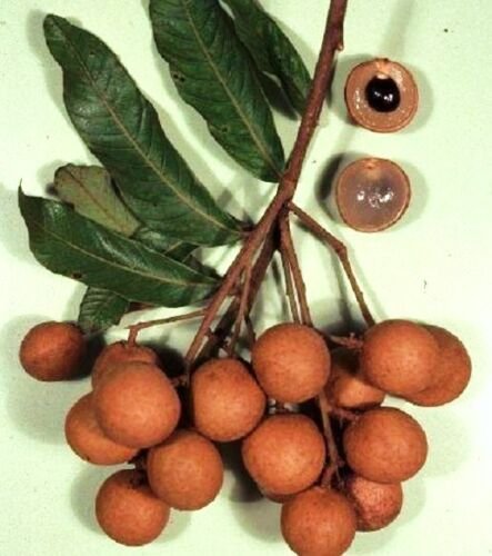 5 SEEDS DIMOCARPUS LONGAN (Dragon eye sweet exotic tropical fruit seed edible)