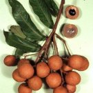 5 SEEDS DIMOCARPUS LONGAN (Dragon eye sweet exotic tropical fruit seed edible)