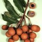 5 SEEDS DIMOCARPUS LONGAN (Dragon eye sweet exotic tropical fruit seed edible)