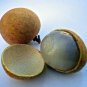 5 SEEDS DIMOCARPUS LONGAN (Dragon eye sweet exotic tropical fruit seed edible)
