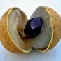 5 SEEDS DIMOCARPUS LONGAN (Dragon eye sweet exotic tropical fruit seed edible)