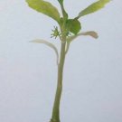 2" Pot Dorstenia Hildebranti (Exotic caudex rare succulent bonsai cactus plant)