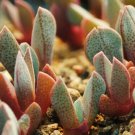 100 SEEDS Aloinopsis Orpenii (Rare succulent ice plant mesembs living stones seed)