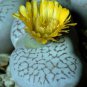 100 SEEDS Dinteranthus Vanzylii Rare Mesembs Cacti