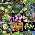 100 SEEDS COLOR ALOINOPSIS MIX (Exotic flowering succulent mesemb living stone)