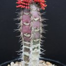 5 Seeds Euphorbia Neohumbertii BLUE LEAF (Exotic madagascar palm cacti rare seed) 5 Seeds Euphorbia Neohumbertii BLUE LEAF (Exotic madagascar palm cacti rare seed)