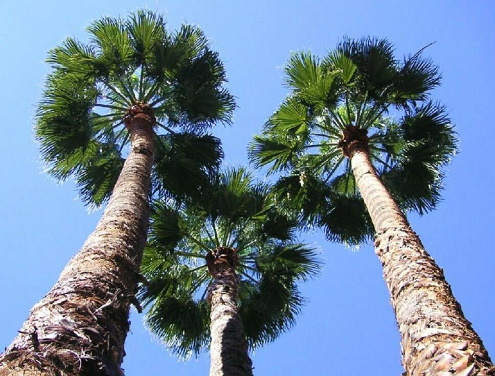 100 Seeds WASHINTONIA ROBUSTA (Mexican fan palm tree ornamental palms ...