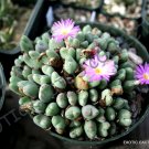 15 SEEDS RARE CONOPHYTUM CHAUVINIAE (Exotic cactus living stones mesemb seed)