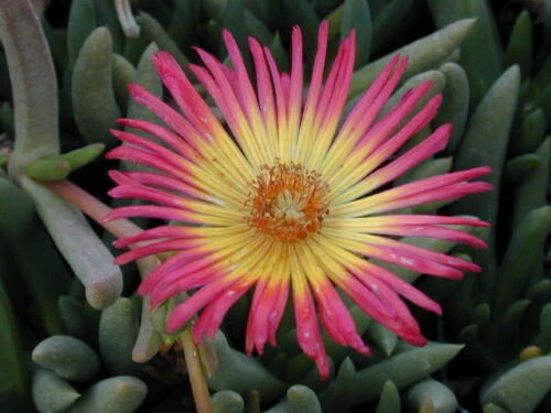 100 SEEDS Cephalophyllum Regale (Rare mesembs exotic succulent living stones rock)