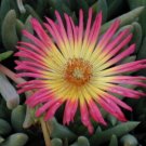 100 SEEDS Cephalophyllum Regale (Rare mesembs exotic succulent living stones rock)