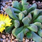 15 SEEDS Aloinopsis Luckhoffii (Rare living stonemesembs rock plant ice seed)