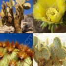 20 SEEDS Opuntia Chlorotica Pancake (Cactus flapjack dollarjoint pricklypear seed) 20 SEEDS Opuntia Chlorotica Pancake (Cactus flapjack dollarjoint pricklypear seed)