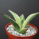 4" Pot Agave Celsii Multicolor Variegated Variegata Rare Plant Cacti