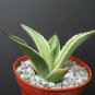 4" Pot Agave Celsii Multicolor Variegated Variegata Rare Plant Cacti