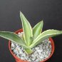 4" Pot Agave Celsii Multicolor Variegated Variegata Rare Plant Cacti