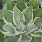 4" Pot Agave Celsii Multicolor Variegated Variegata Rare Plant Cacti