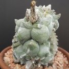 15 SEEDS Astrophytum myriostigma KIKO WHITE (Rare cactus cacti japan hybrid seeds)