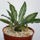 4" Pot Dorstenia Lanzifolia (Exotic bonsai caudex rare succulent lanceolata plant)