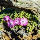 100 SEEDS Antimima Pygmaea (Rare living stones rock mesembs pebble succulent seed)