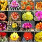 500 SEEDS PARODIA VARIETY MIX FLOWERING CACTUS NOTOCACTUS MIXED CACTI