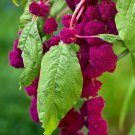 15 Seeds RARE AMARANTHUS CAUDATUS (Love lies bleeding exotic flowering seed)