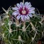100 SEEDS ECHINOFOSULO CACTUS MIXED VARIETY Mix (Steno cactus brain cacti rare seed)