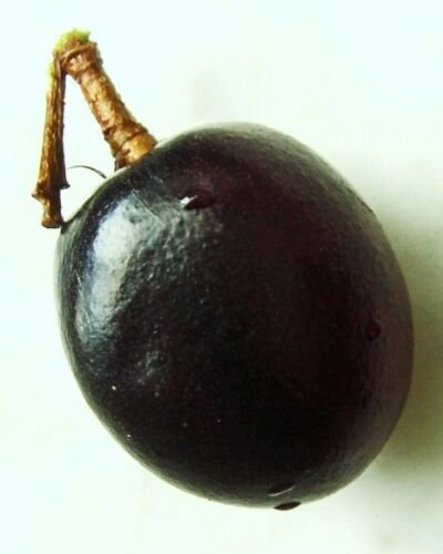 30 SEED COCOPLUM FRUIT Chrysobalanus Icaco Rare (Sweet exotic tropical plum seed)