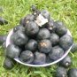 30 SEED COCOPLUM FRUIT Chrysobalanus Icaco Rare (Sweet exotic tropical plum seed)