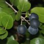 30 SEED COCOPLUM FRUIT Chrysobalanus Icaco Rare (Sweet exotic tropical plum seed)