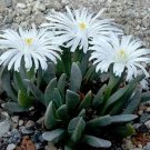 15 SEEDS Ebracteola Montis (Rare living stonemesembs rock ice plant seed)