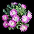 100 SEEDS Aloinopsis Spathulata (Rare succulent plant mesembs living stone seed)