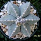 15 SEEDS Astrophytum Multicostatum Rare Cactus