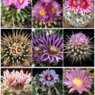 100 SEEDS STENOCACTUS VARIETY MIX (Brain cactus rare echinofosulocactus semi seed)