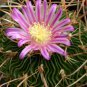 100 SEEDS STENOCACTUS VARIETY MIX (Brain cactus rare echinofosulocactus semi seed)