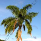 5 SEEDS SYAGRUS ROMANZOFFIANA (Queen palm tree exotic tropical rare palms seed)