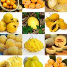 15 SEEDS YELLOW FRUITS MIX (Rare organic edible COLORFUL fruit HEALTHY food seed) 15 SEEDS YELLOW FRUITS MIX (Rare organic edible COLORFUL fruit HEALTHY food seed)