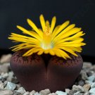 100 SEEDS RARE LITHOPS AUCAMPIAE (Living stone mesemb pebble rock succulent seed)