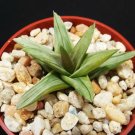4" Pot Aloe Wansley VARIEGATED (Rare succulent plant exotic cactus agave haworthia)
