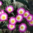 100 SEEDS Antimima Ventricosa (Rare living stones rock mesemb succulent aloe seed)