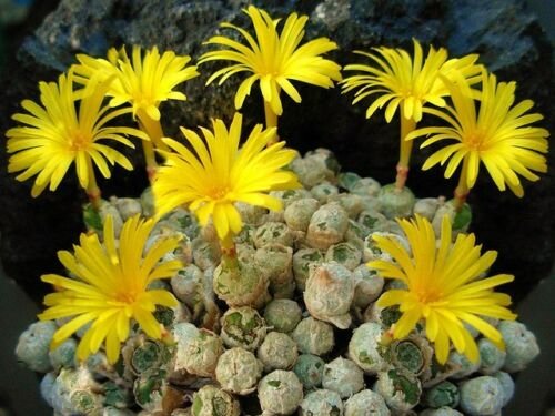 100 SEEDS Conophytum Ectypum (Exotic cactus rare living stones mesemb cacti seed)