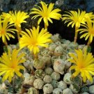 100 SEEDS Conophytum Ectypum (Exotic cactus rare living stones mesemb cacti seed)