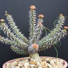 5 Seeds Euphorbia GOTTLEBEI (Exotic caudex madagascar succulent rare bonsai seed) 5 Seeds Euphorbia GOTTLEBEI (Exotic caudex madagascar succulent rare bonsai seed)