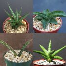 4" PLANT SANSEVIERIA (Variety exotic rare succulent collector plants)