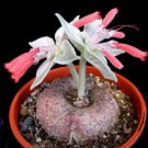 30 SEEDS Sinningia leucotricha Rechsteineria (Rare cactus cacti caudex plant seed)