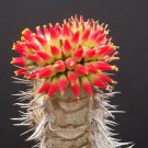 5 Seeds Euphorbia Neohumbertii (Exotic madagascar palm bonsai rare succulent seed)